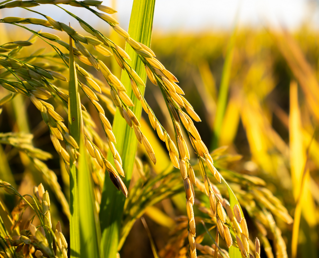 Oferta reduzida sustenta preço do arroz no RS, mas rentabilidade do produtor segue comprometida
