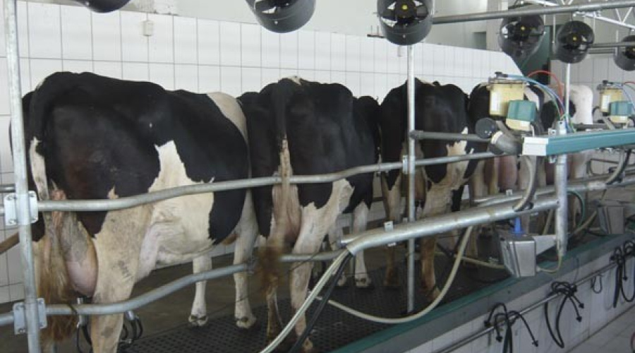 Preço do leite volta a superar custos no RS, mas produtores cobram remuneração maior para garantir sustentabilidade
