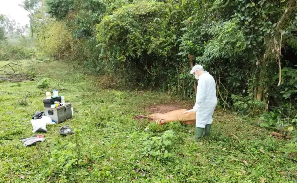 Quatro casos de raiva em bovinos colocam Doutor Maurício Cardoso em alerta sanitário