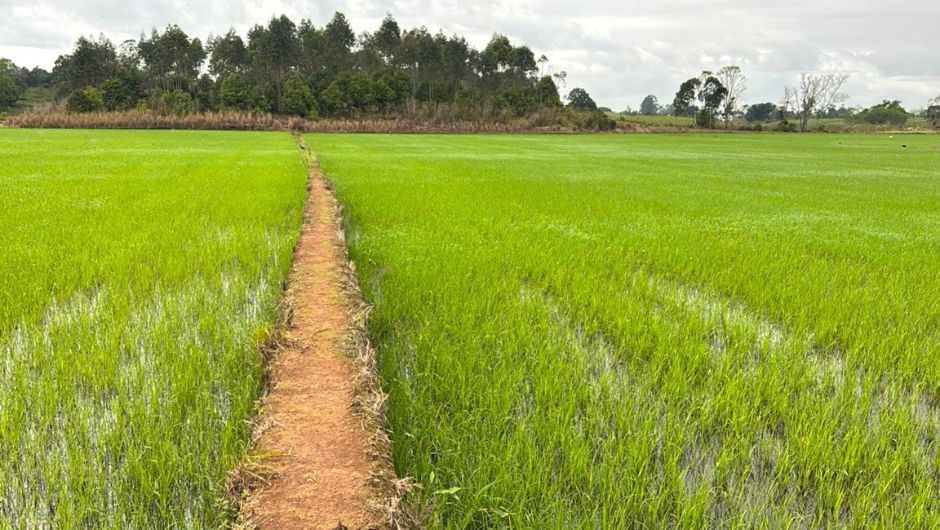 Baixa oferta e expectativa de alta elevam preços do arroz no mercado gaúcho