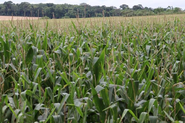 Área cultivada com milho deve crescer 7,42% no Rio Grande do Sul na safra 2026/2027