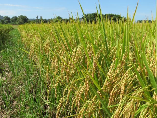 Irga projeta redução de 3,4% na área de arroz irrigado no RS na safra 2026/2027