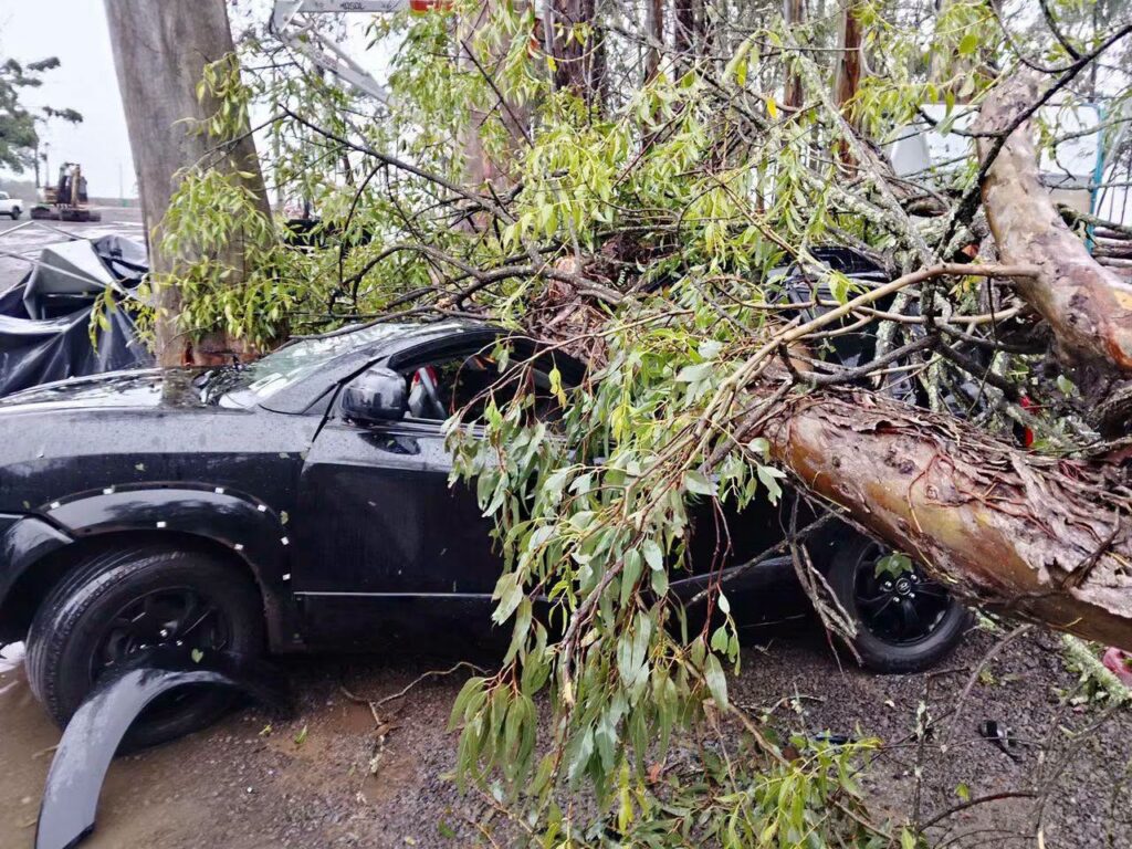 Temporal provoca estragos no Parque Camboatá, em Triunfo, com árvores de grande porte sobre veículos