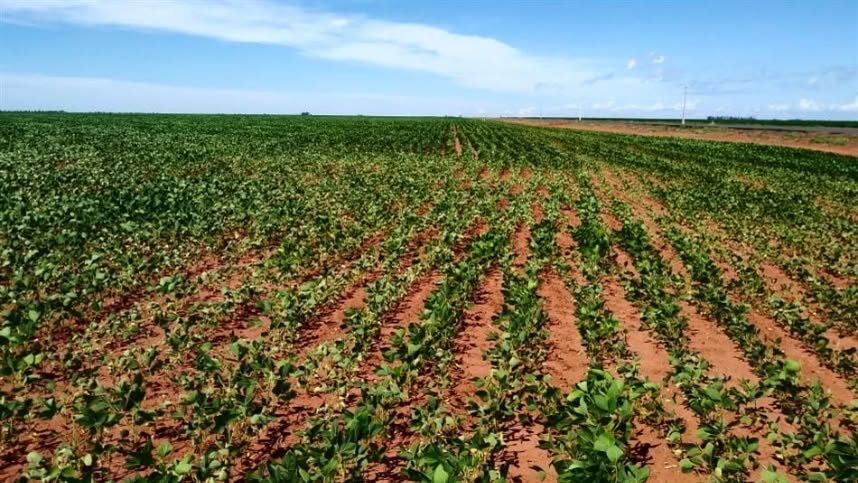 Produtores do RS poderão antecipar plantio da soja mediante autorização da Secretaria da Agricultura