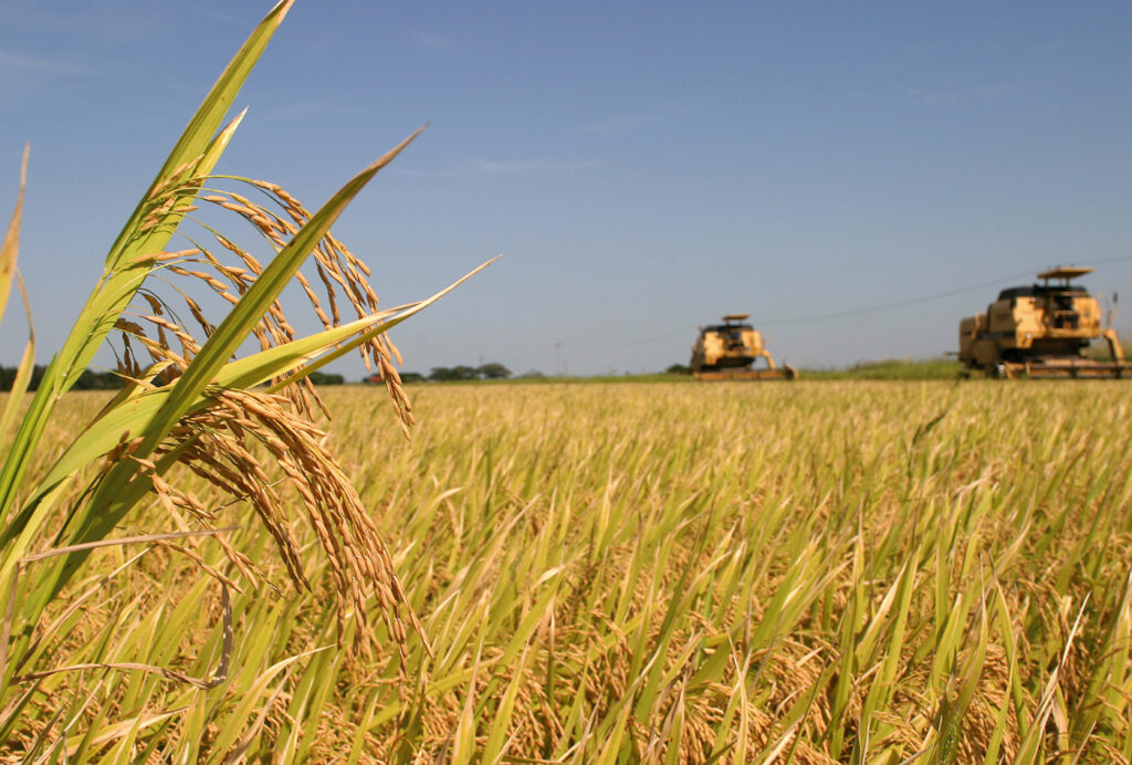 Plantio de arroz avança na Fronteira Oeste, mas excesso de umidade atrasa semeadura em outras regiões do RS