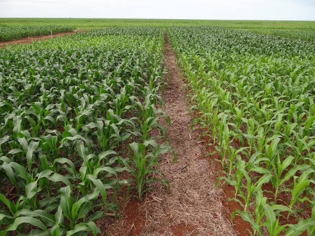 Plantio de milho alcança 54% da área prevista no Rio Grande do Sul
