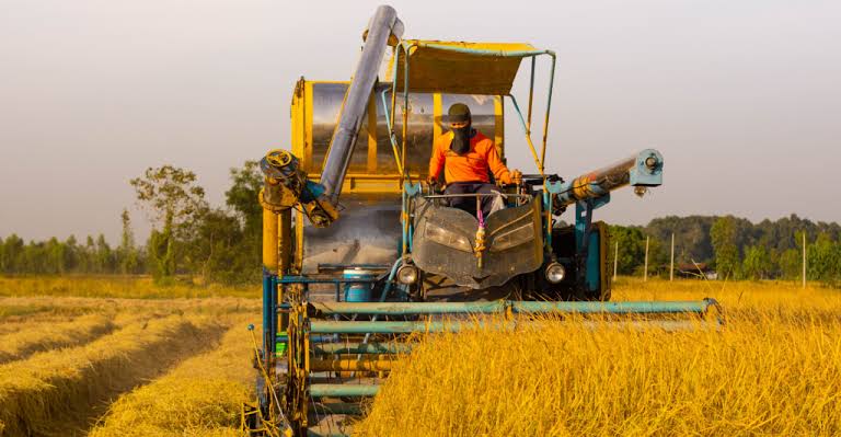 Mercado do arroz mantém valorização, mas altas perdem força no início da semana