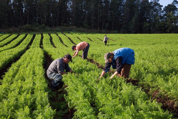 Pequenos produtores do RS iniciam safra de verão com R$ 8,5 bilhões em dívidas