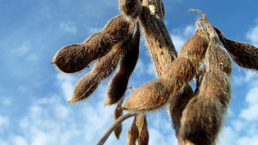 Produtores do Rio Grande do Sul já podem solicitar antecipação do plantio de soja