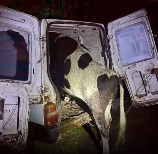 Vaca furtada é encontrada dentro de Fiorino após veículo bater em árvore em Osório