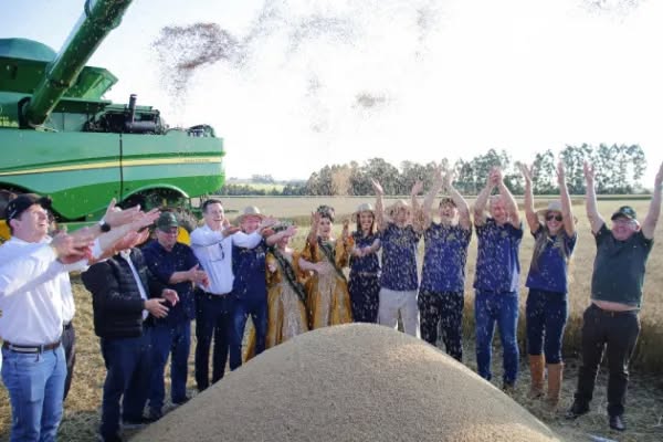 Cruz Alta sedia abertura oficial da colheita do trigo do Rio Grande do Sul nesta quinta-feira