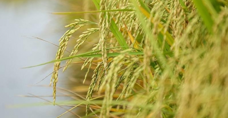 Recuperação do preço do arroz ainda não garante rentabilidade aos produtores no RS