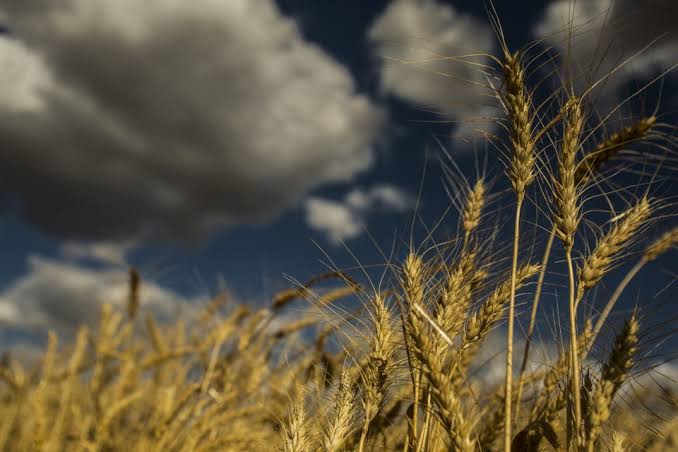 Chuvas frequentes aumentam risco de doenças fúngicas e ameaçam produtividade do trigo